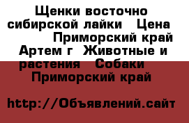 Щенки восточно-сибирской лайки › Цена ­ 4 000 - Приморский край, Артем г. Животные и растения » Собаки   . Приморский край